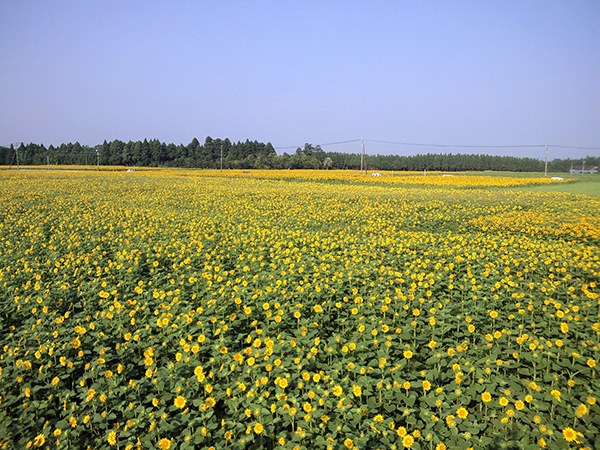 高鍋町のヒマワリ畑