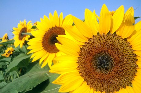 高鍋町のヒマワリ畑