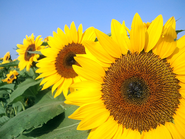 高鍋町のヒマワリ畑