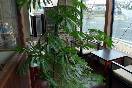 店内の観葉植物。エバーフレッシュ