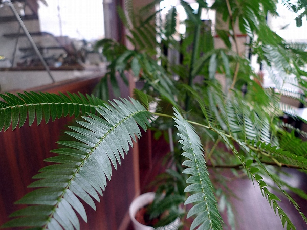 店内で育ててる観葉植物