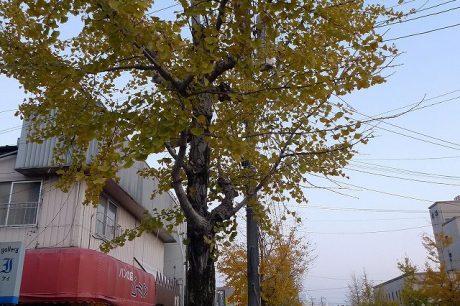 しんきん通りの銀杏並木