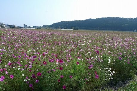 高鍋のコスモス畑