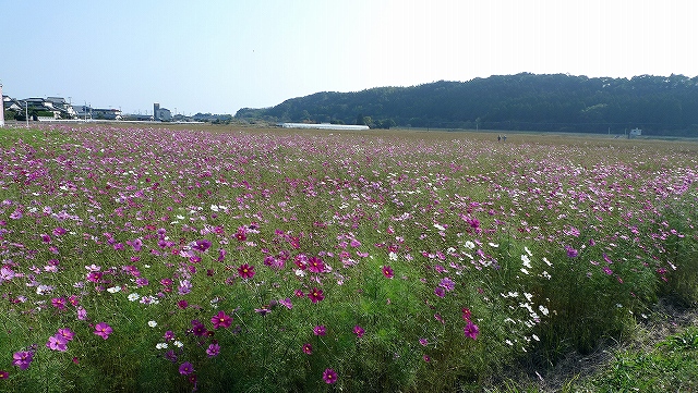 高鍋のコスモス畑