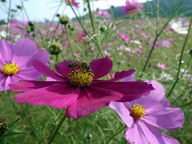 コスモスに蜂が蜜を採取にきました