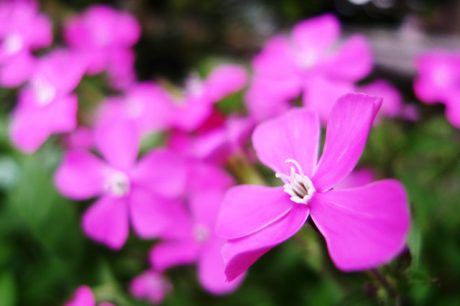 花、宮崎市、印鑑、はんこ