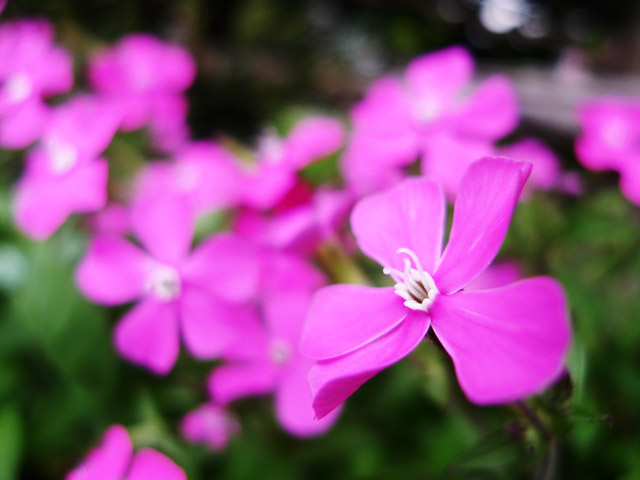花、宮崎市、印鑑、はんこ
