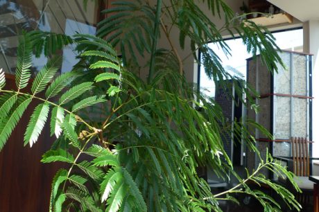 店内で育ててる観葉植物エバーフレッシュ