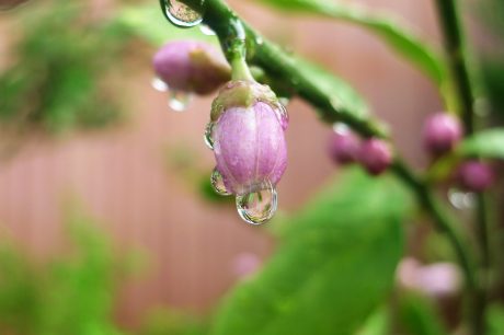 宮崎市　レモンの木の花