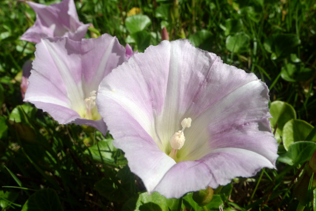 ハマヒルガオ