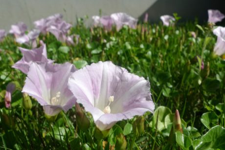 庭に咲くハマヒルガオ