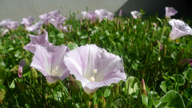 庭に咲くハマヒルガオ