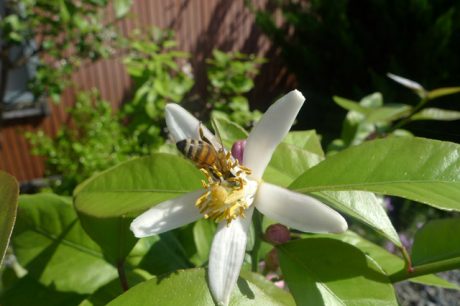 レモンの花にミツバチ