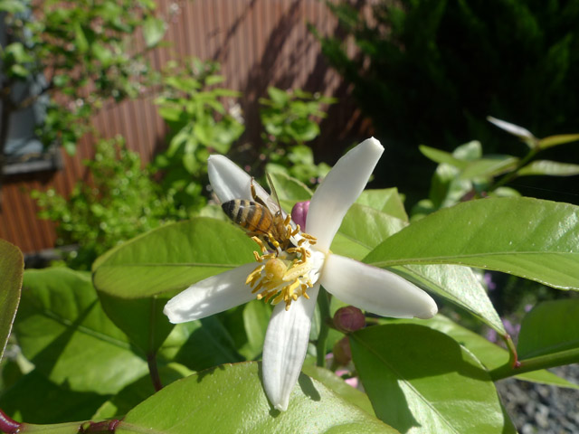 レモンの花にミツバチ