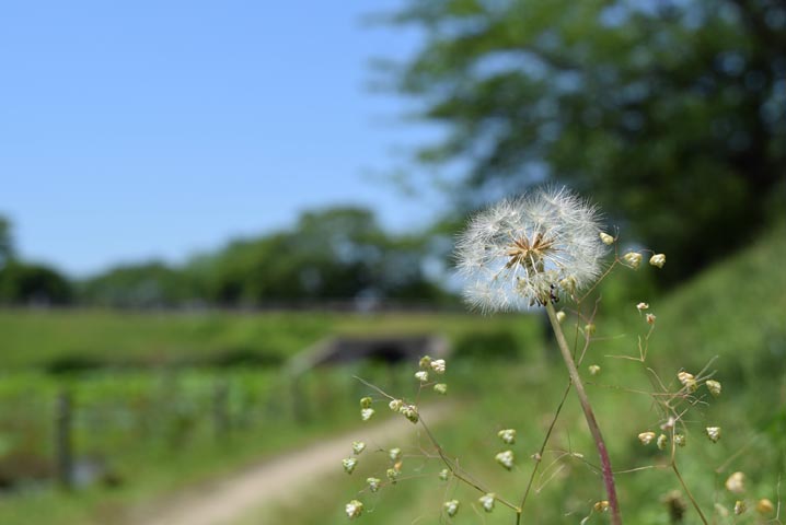 散歩道に咲いてたタンポポ