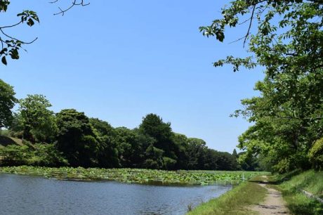 福岡市舞鶴公園の散歩道
