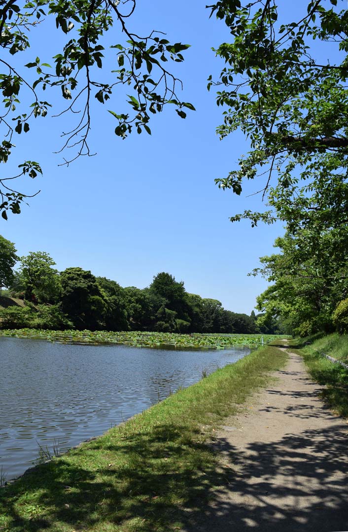 福岡市舞鶴公園の散歩道