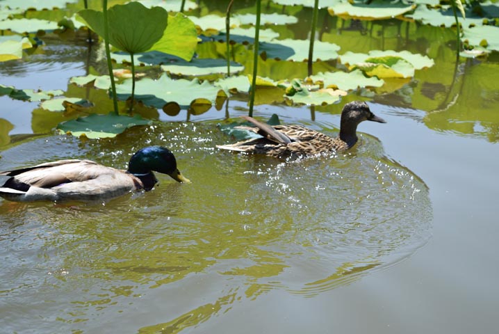 お堀にいたカモ