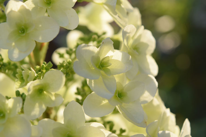 カシワバ紫陽花