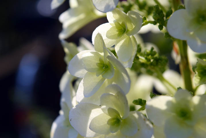 カシワバアジサイ