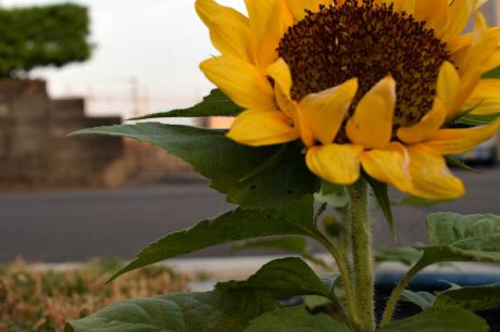 小さなヒマワリ