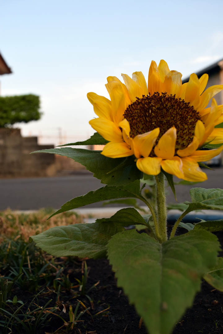 小さなヒマワリ