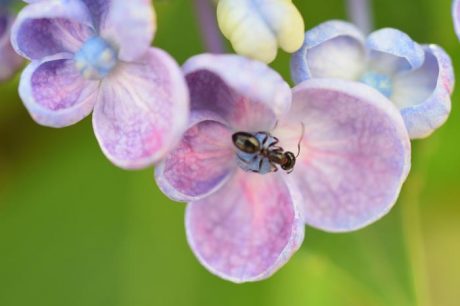 アリとアジサイ
