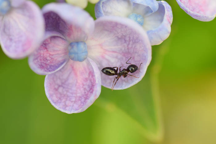 紫陽花にアリが
