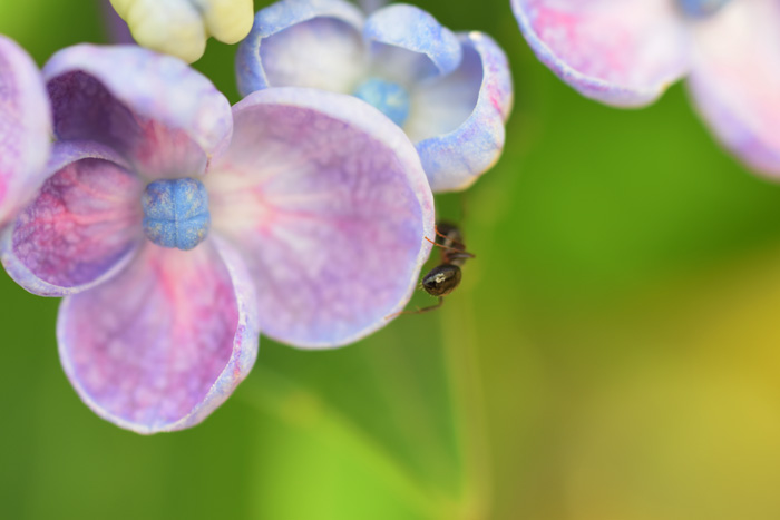 蟻と紫陽花