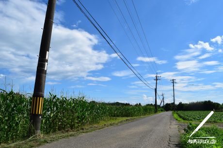 のどかな田舎道