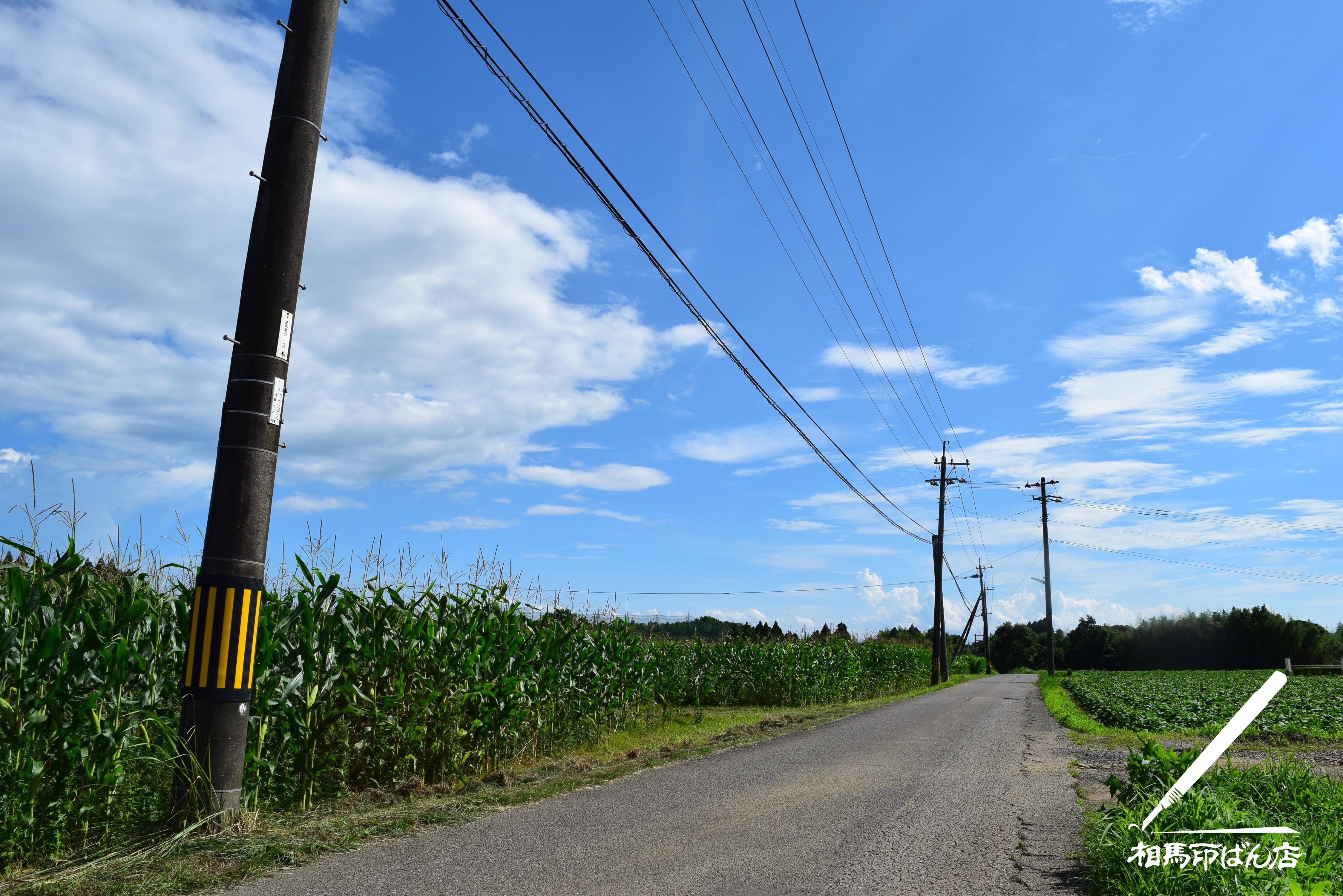 のどかな田舎道