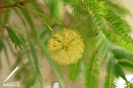 エバーフレッシュの花