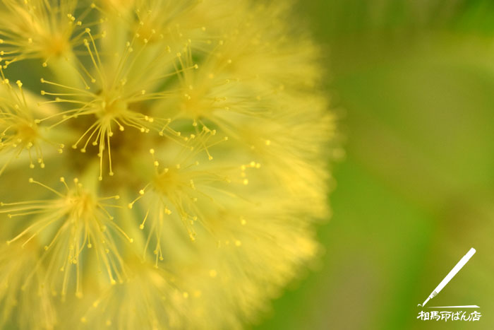 エバーフレッシュの花をマクロで撮影