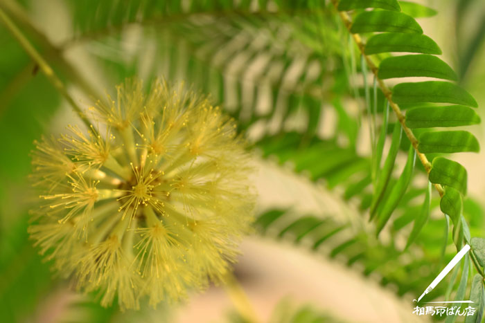 ふわふわした花