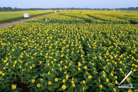 高鍋町ひまわり畑