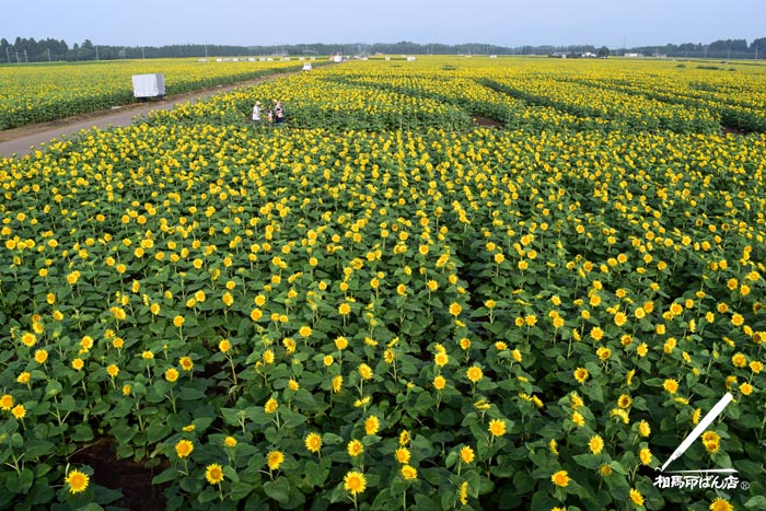 高鍋町ひまわり畑