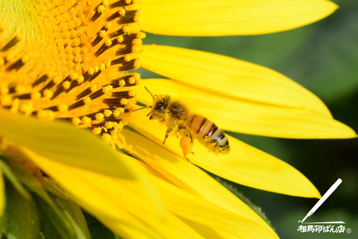 ミツバチが朝の蜜の採取