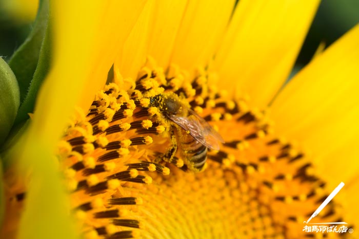 ヒマワリとハチ