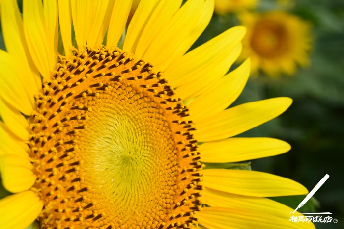 高鍋町のヒマワリ畑