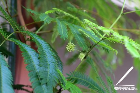 エバーフレッシュの花