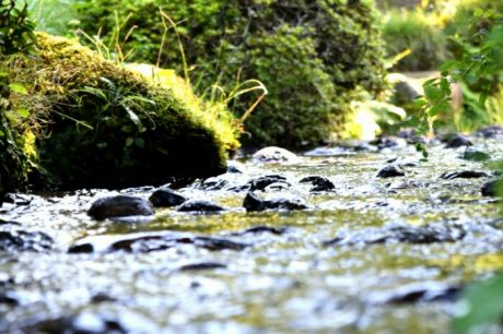 金沢市兼六園にてせせらぎとコケ
