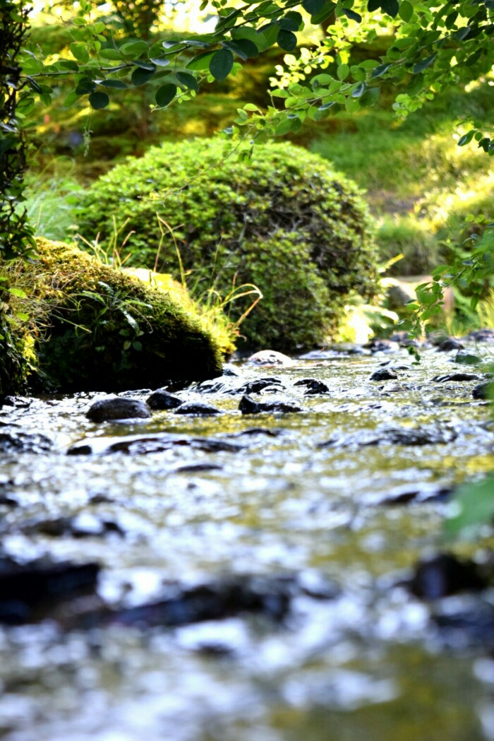 金沢市兼六園にてせせらぎとコケ