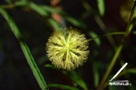 エバーフレッシュの花が咲く