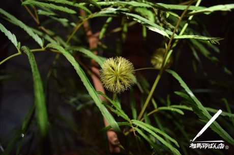 エバーフレッシュの花が咲く