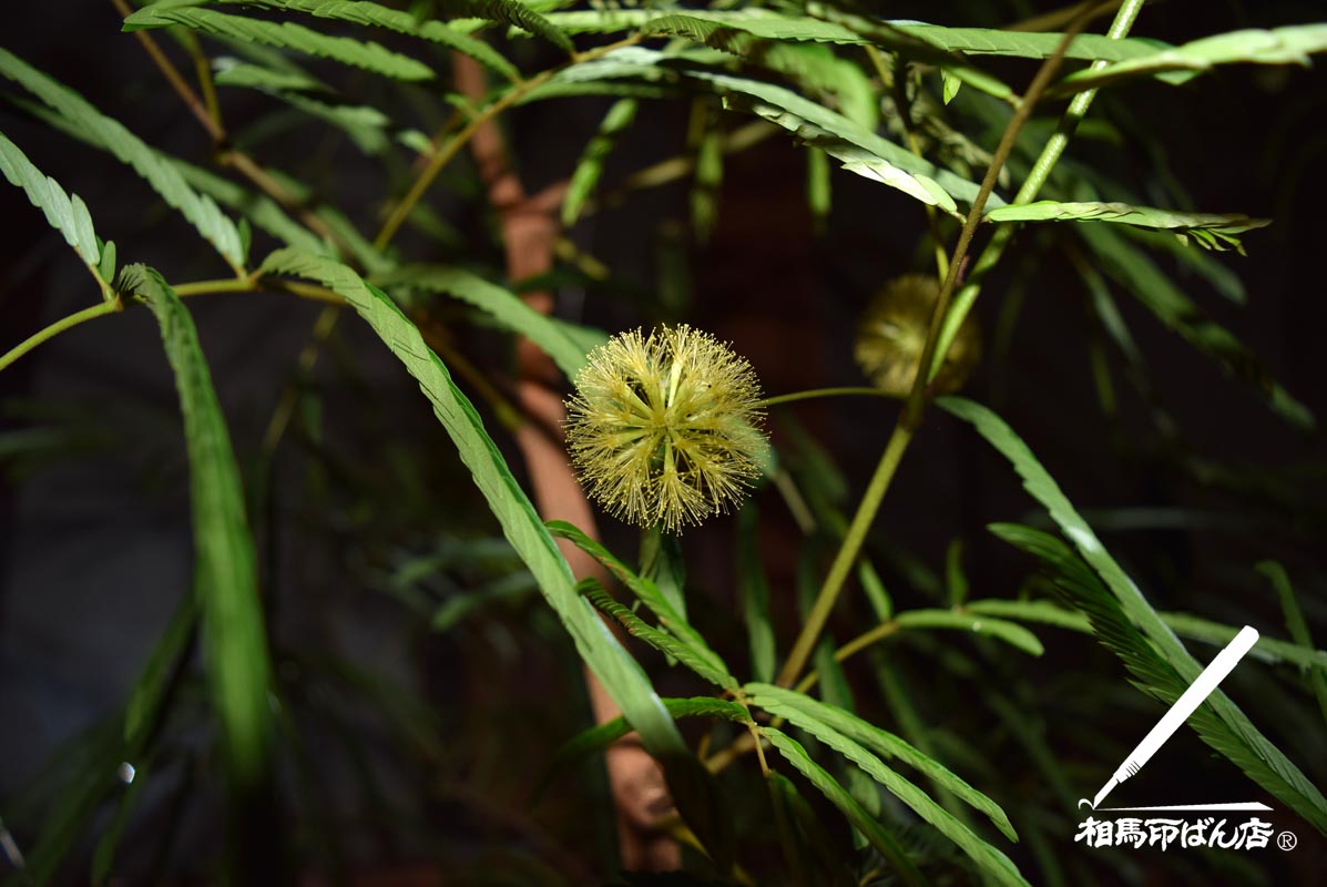 エバーフレッシュの花が咲く