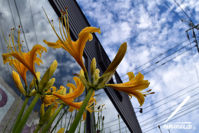 秋空と、黄色いユリ