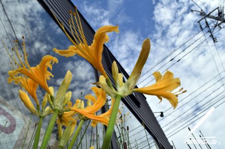 秋空と、黄色いユリ