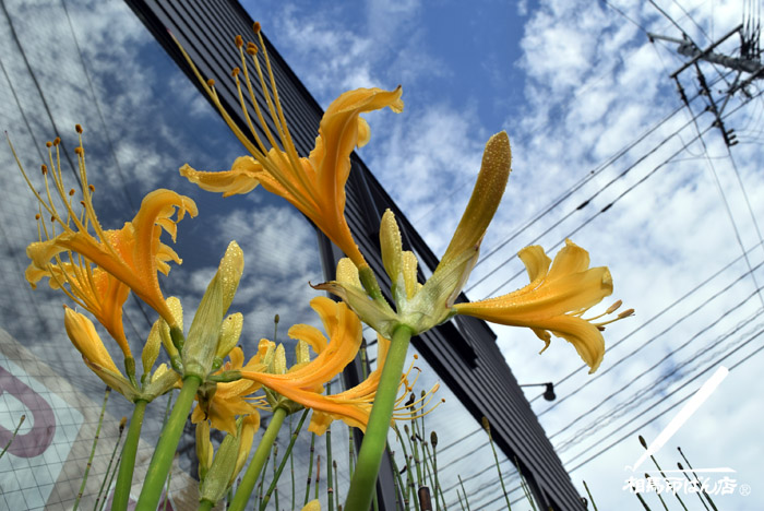 秋空と、黄色いユリ