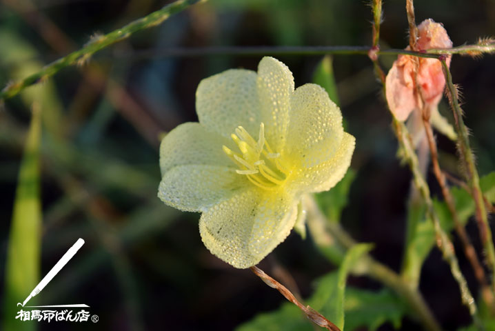 海岸に咲いていた黄色い草花