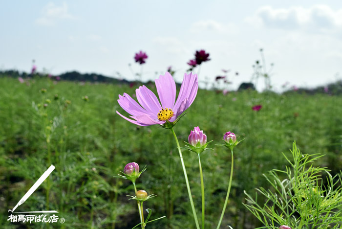 西都原のコスモス畑